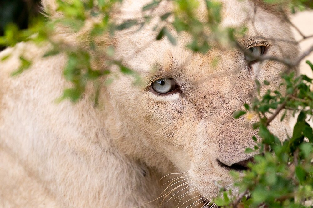 Pumba Private Game Reserve Day Safari-格拉罕镇必去景点
