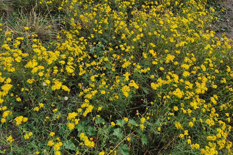 Landguard Nature Reserve-费力克斯托必去景点