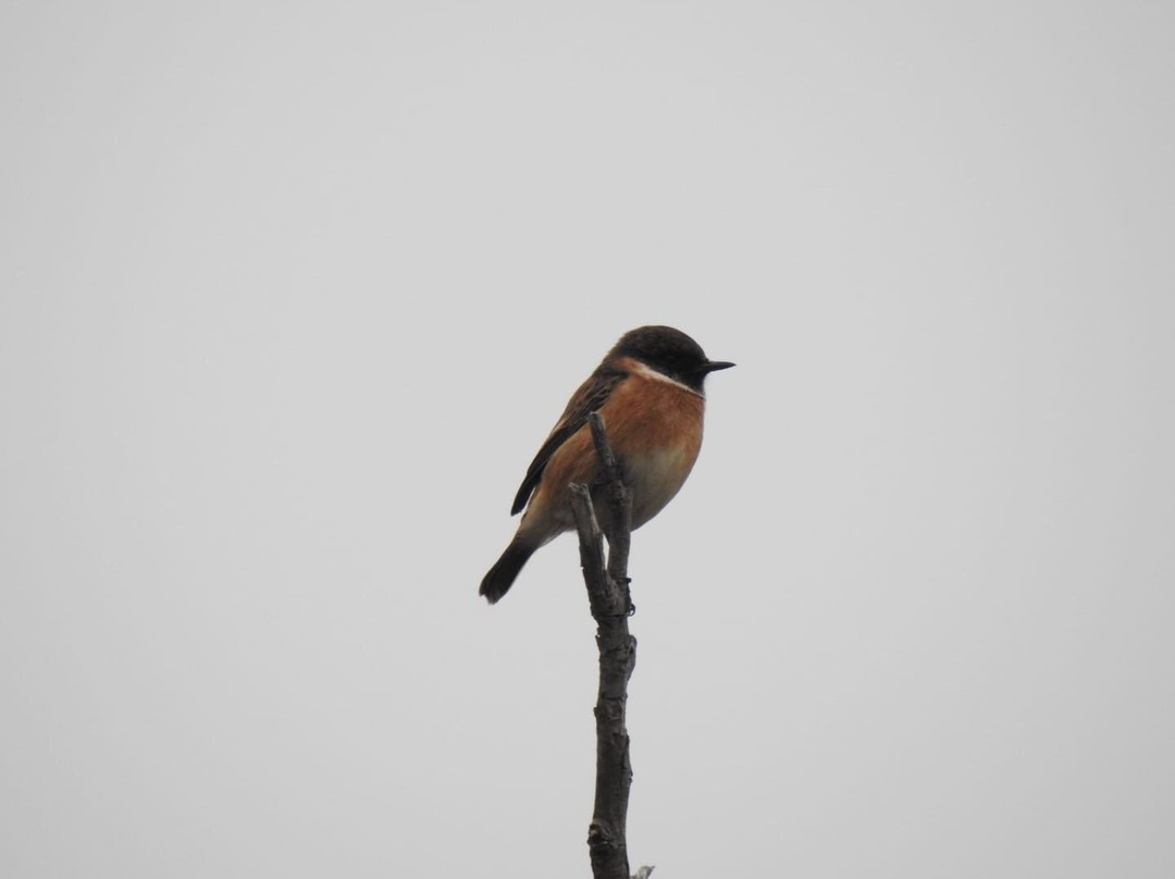 Wings of Hungary - birding and nature tours-凯奇凯梅特必去景点