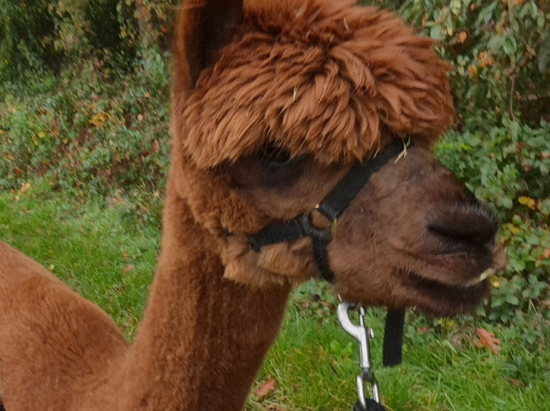 Alpacafarm Riethoven-Riethoven必去景点