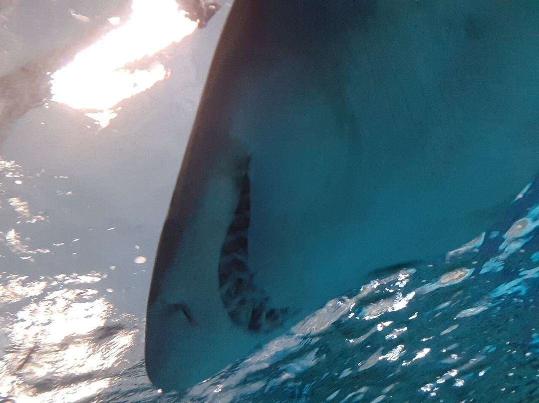 Aquárium Costa de Almería-滨海罗克塔斯必去景点