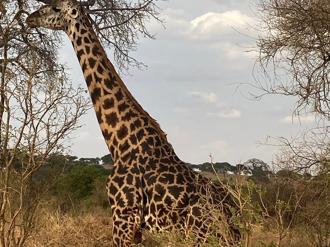 African Scenic Safaris-莫西必去景点