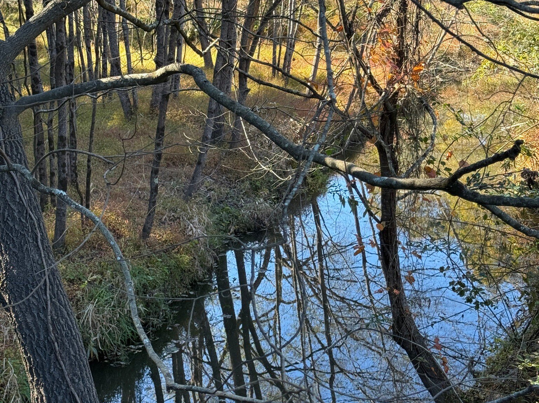 Historic Yates Mill County Park-罗利必去景点