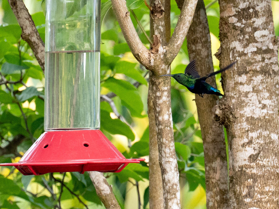 The Cottage Club Hotel主图