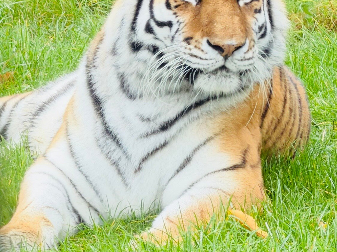 Woburn Safari Park-Woburn必去景点