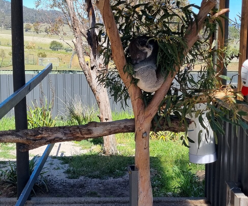 Zoodoo野生动物园-Richmond必去景点