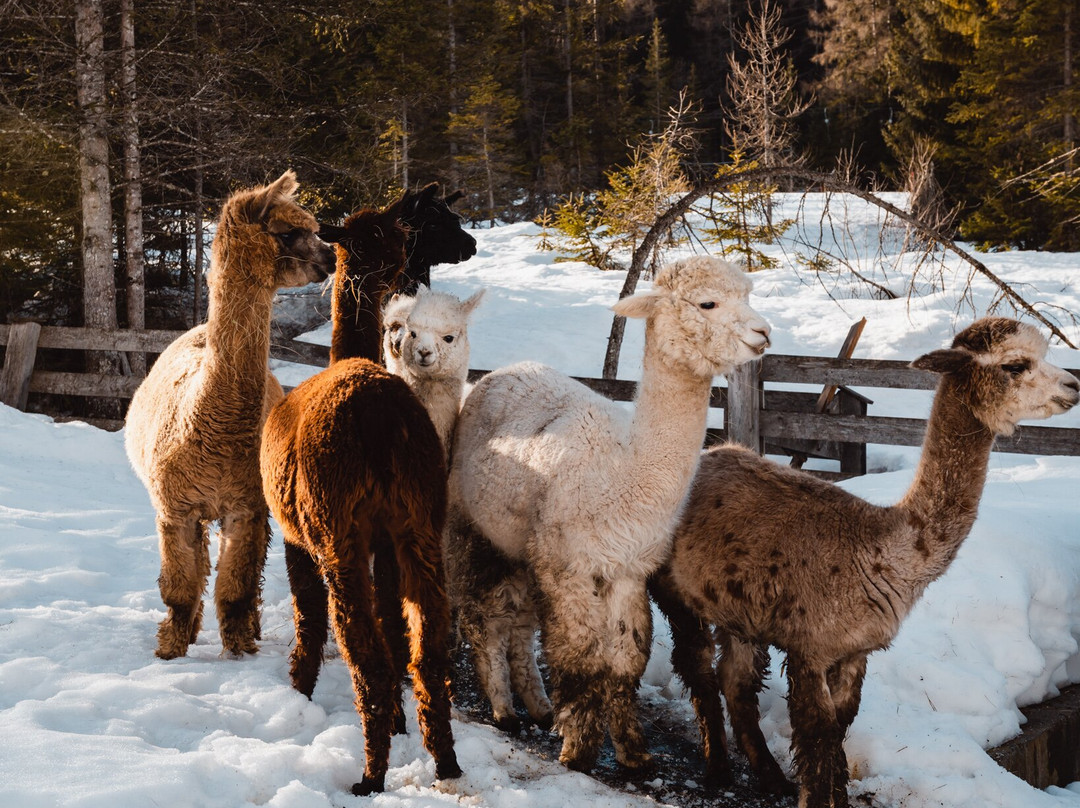 Family Resort Rainer主图