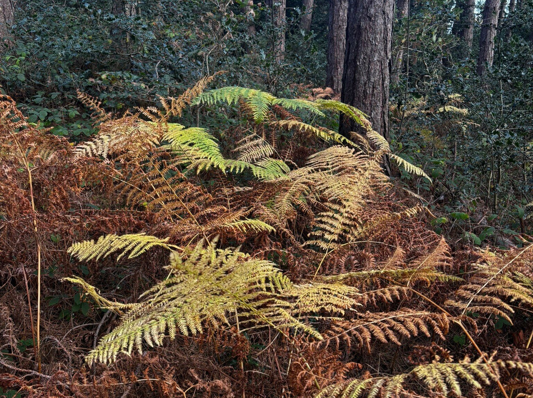 Glen Of The Downs Nature Reserve-Delgany必去景点