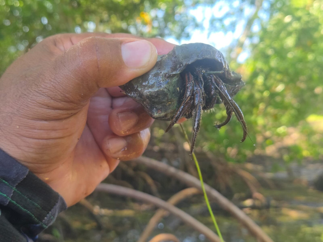 Kayak Mangrove Martinique-圣吕斯必去景点