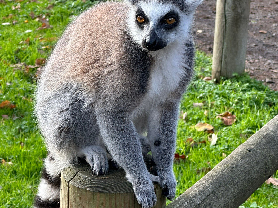 Africa Alive-Kessingland必去景点