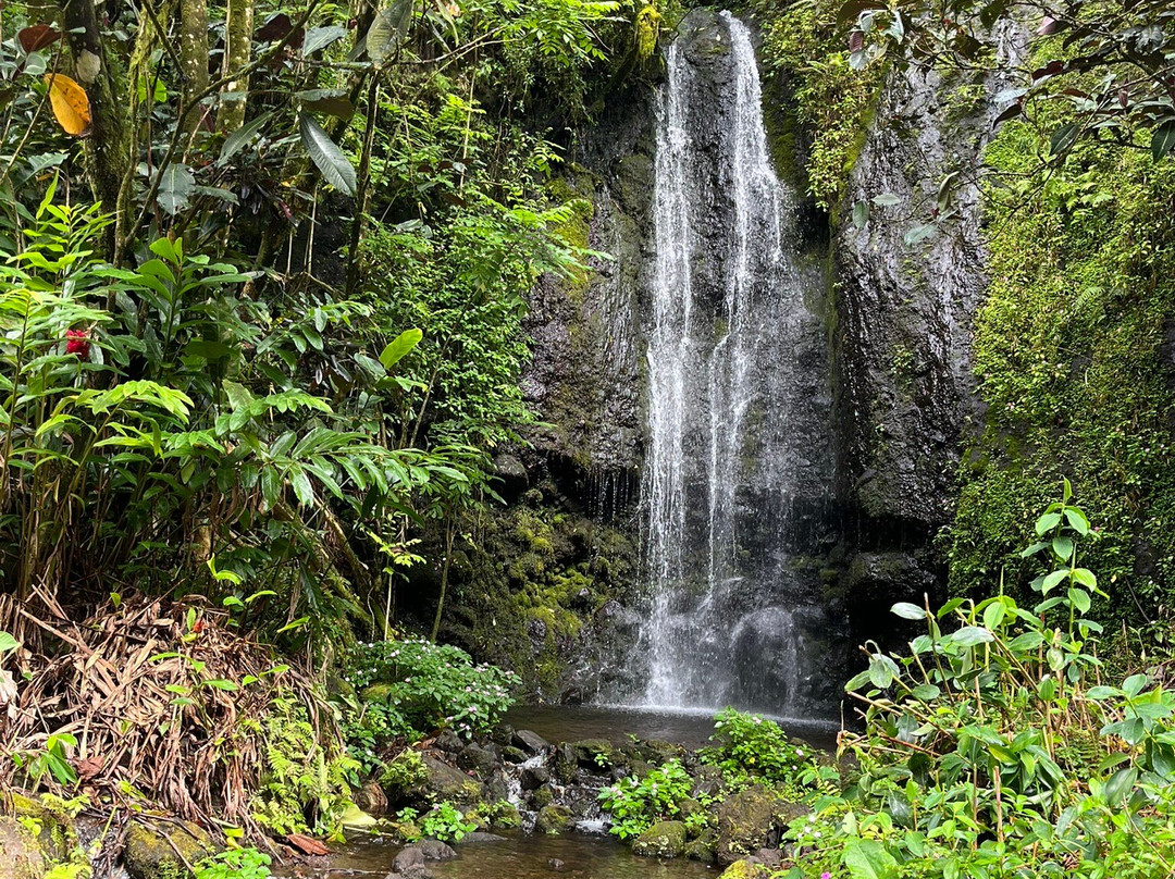 Tahiti Safari Expedition-阿鲁埃必去景点