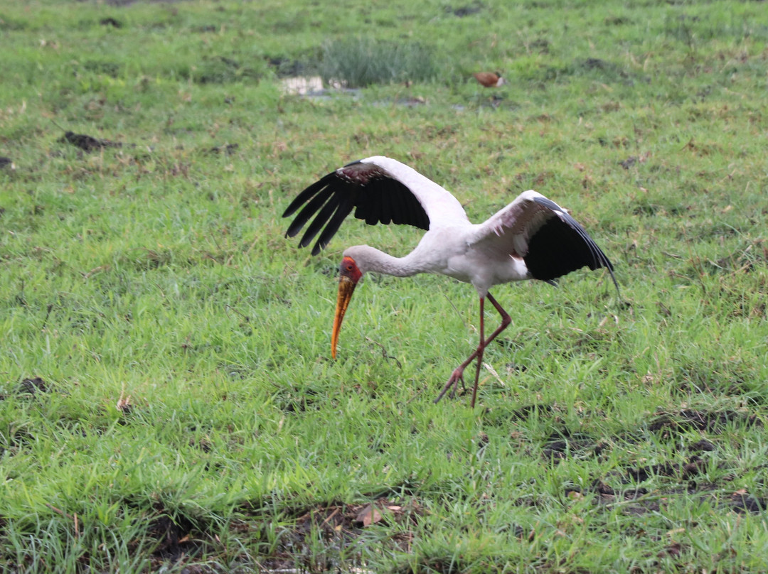 Chobe River Boat Cruises-卡萨尼必去景点