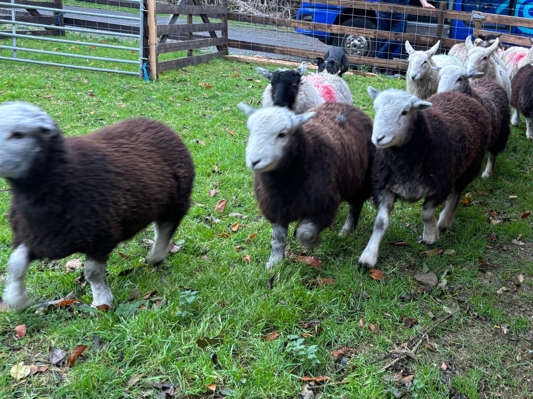 Sheep Smarts-Rathdrum必去景点