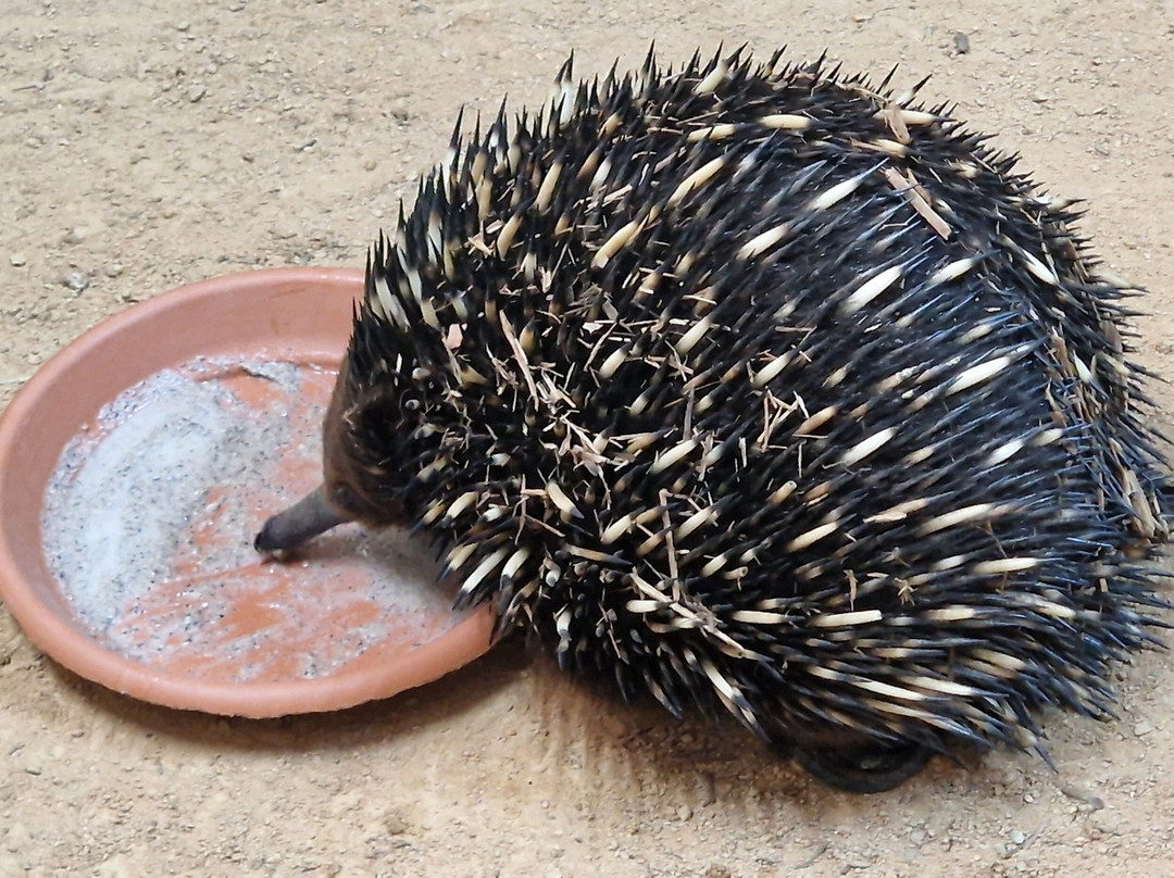 Koala Park Sanctuary-West Pennant Hills必去景点