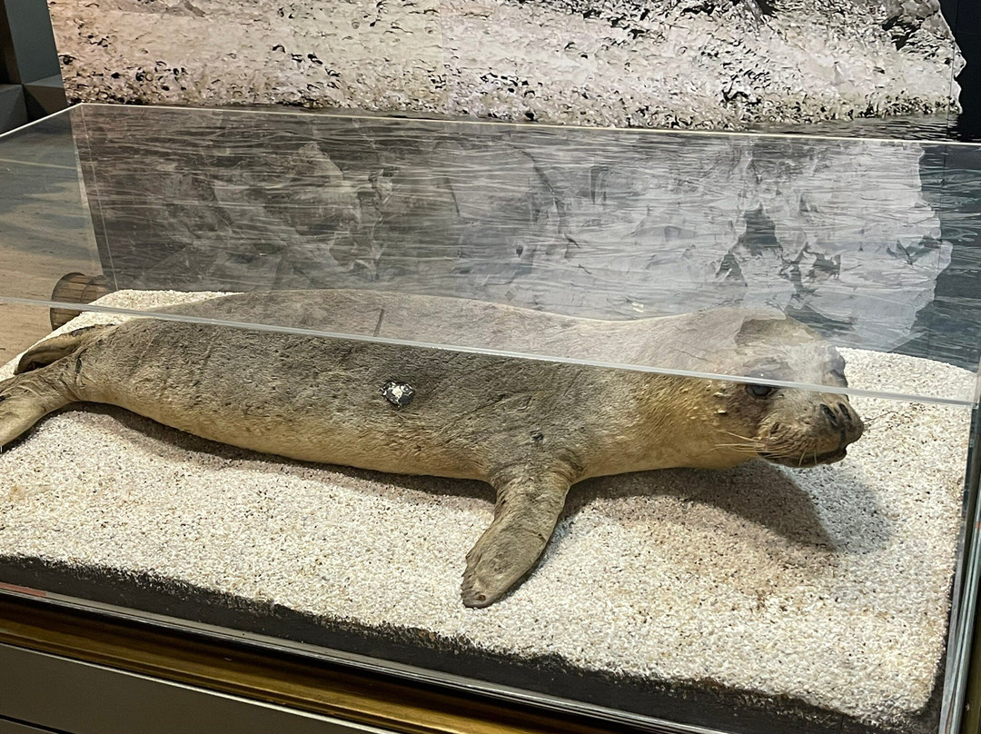 Thalassa Municipal Museum-阿依纳帕必去景点
