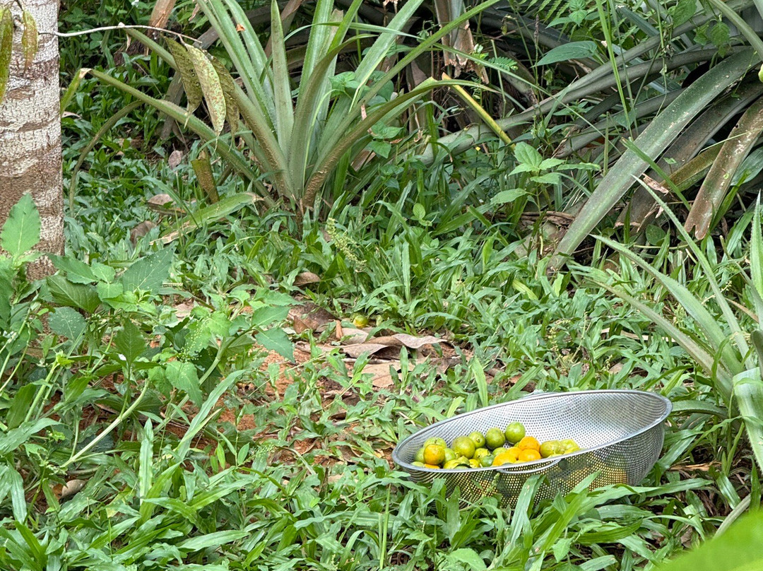 Phu Quoc Countryside-富国岛必去景点