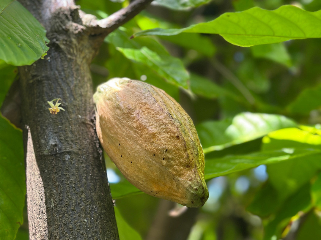 La Maison du Cacao-Pointe-Noire必去景点