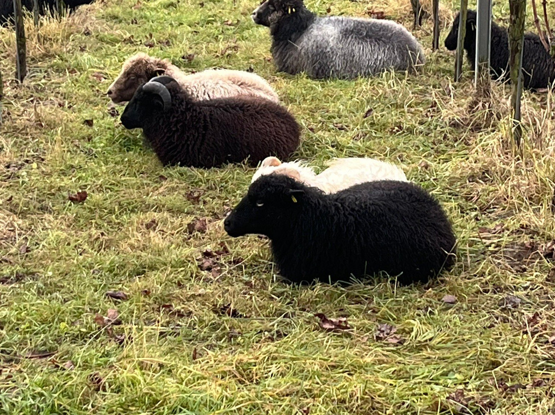 Wein-Wanderweg Weinfelden-Weinfelden必去景点