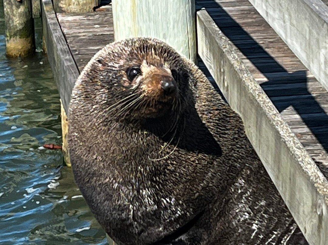 Coorong Wildside Tours-Meningie必去景点