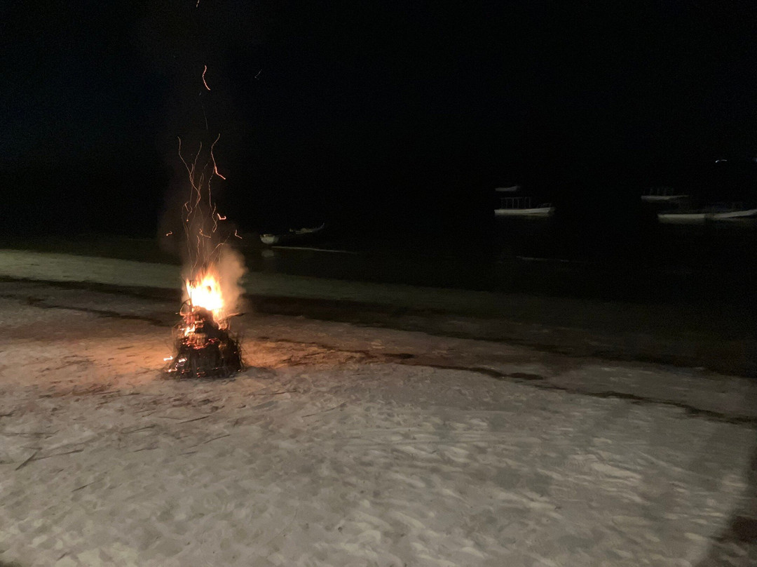 Afro Whale Shark Safari-马菲亚岛必去景点
