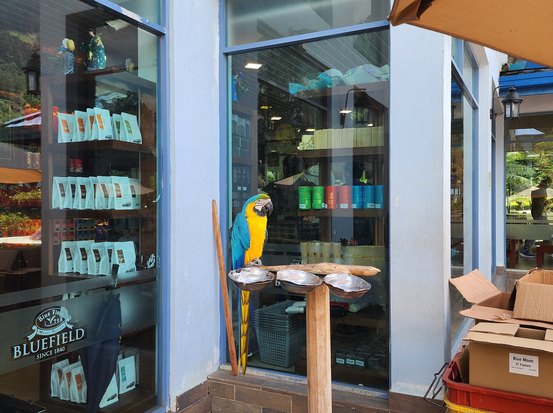 TS ruban travel router-Nanu Oya必去景点