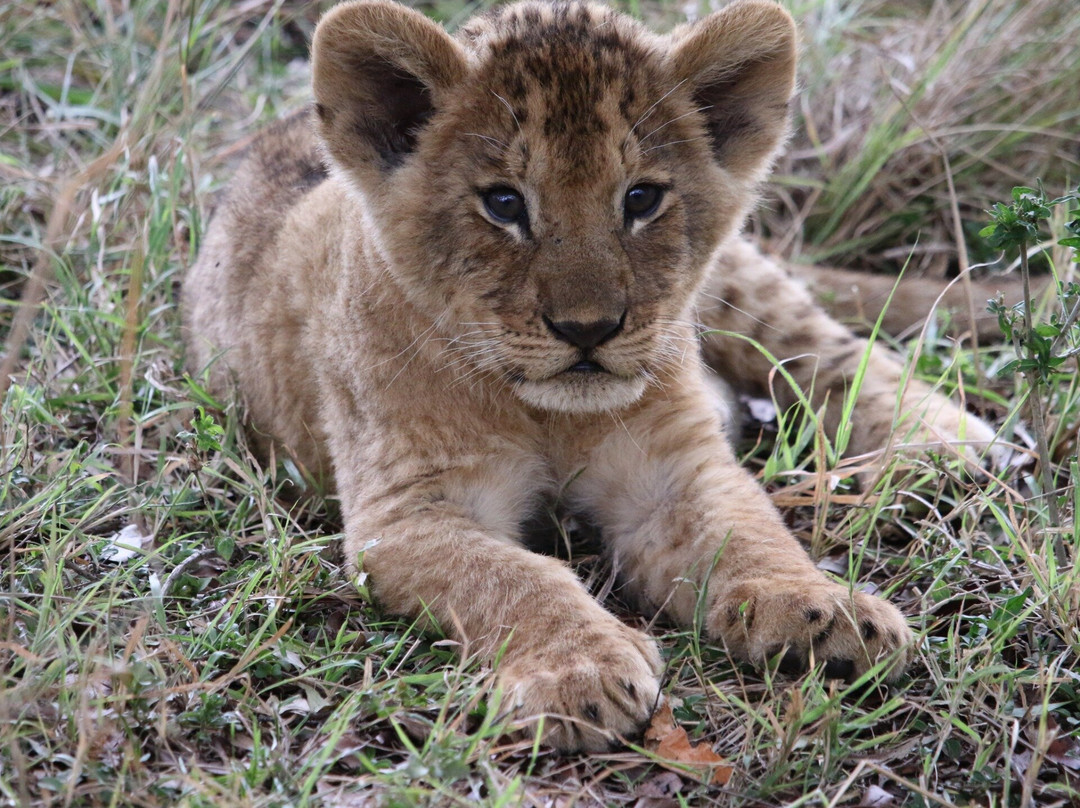 APODIFORMES ADVENTURES-内罗毕必去景点