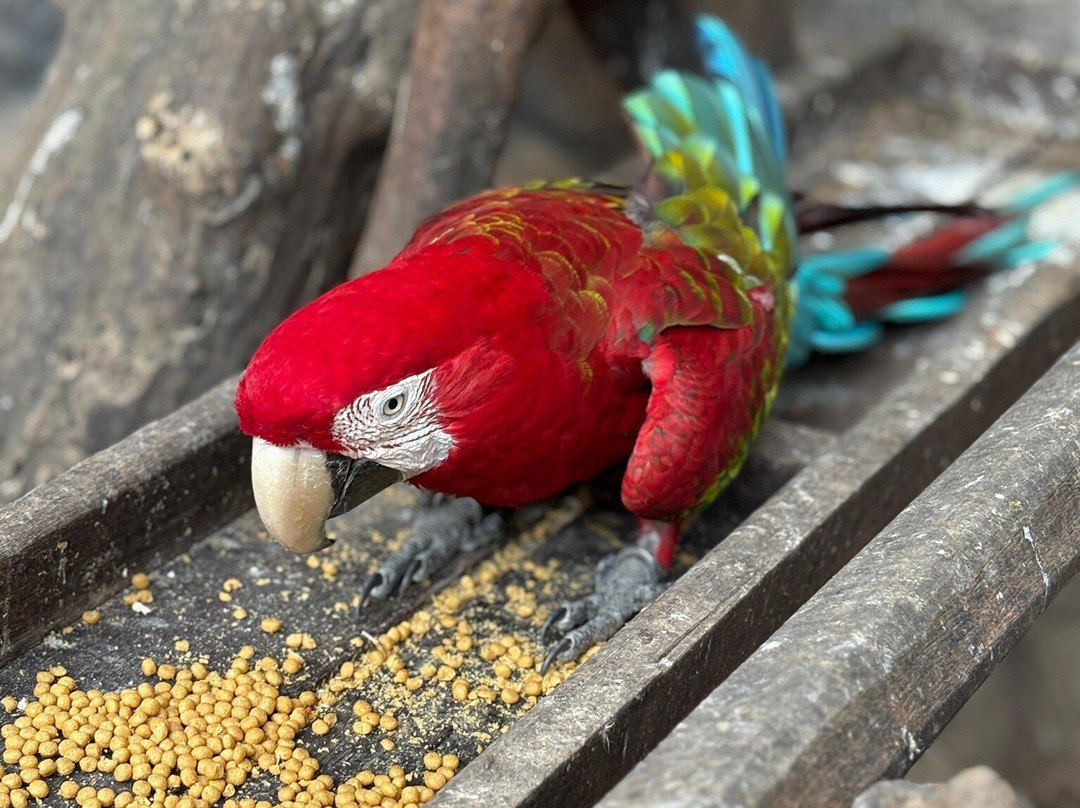 Ecopark Sol e Mar-Maragogi必去景点