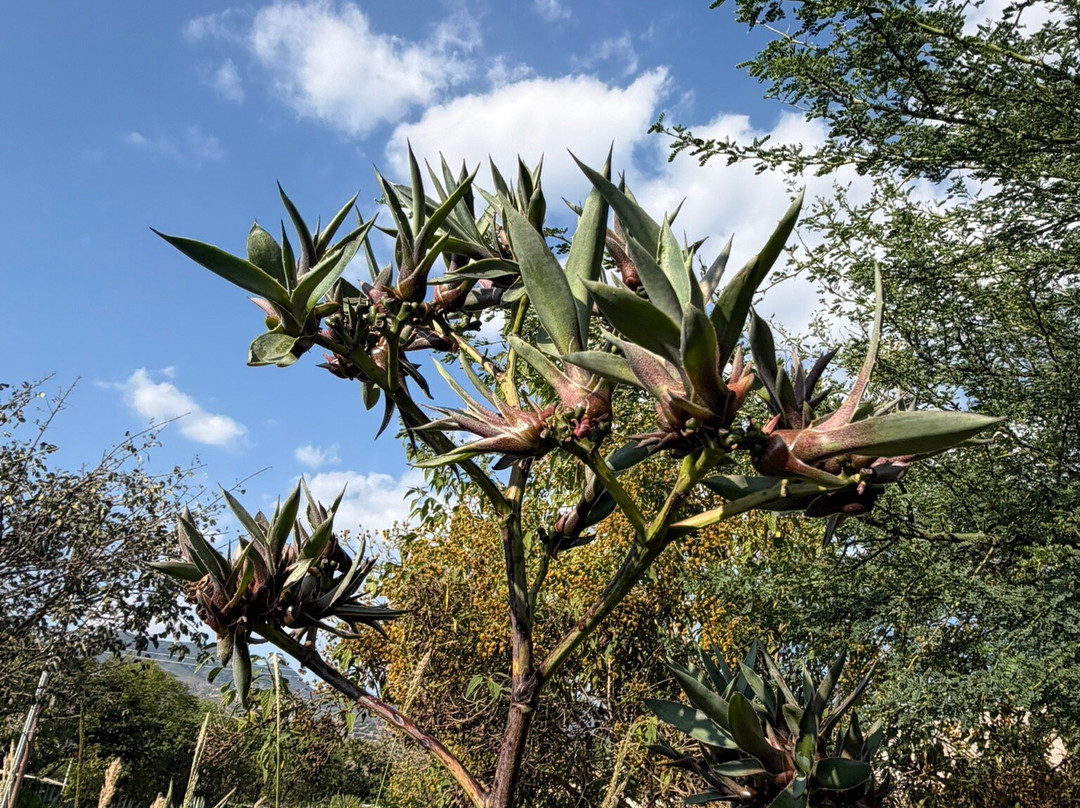 Mezcal Real Minero-瓦哈卡必去景点