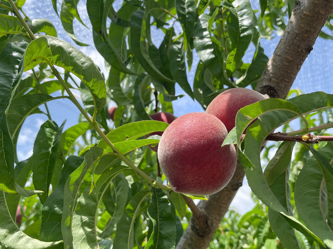 Cedar Creek Orchard-Picton必去景点