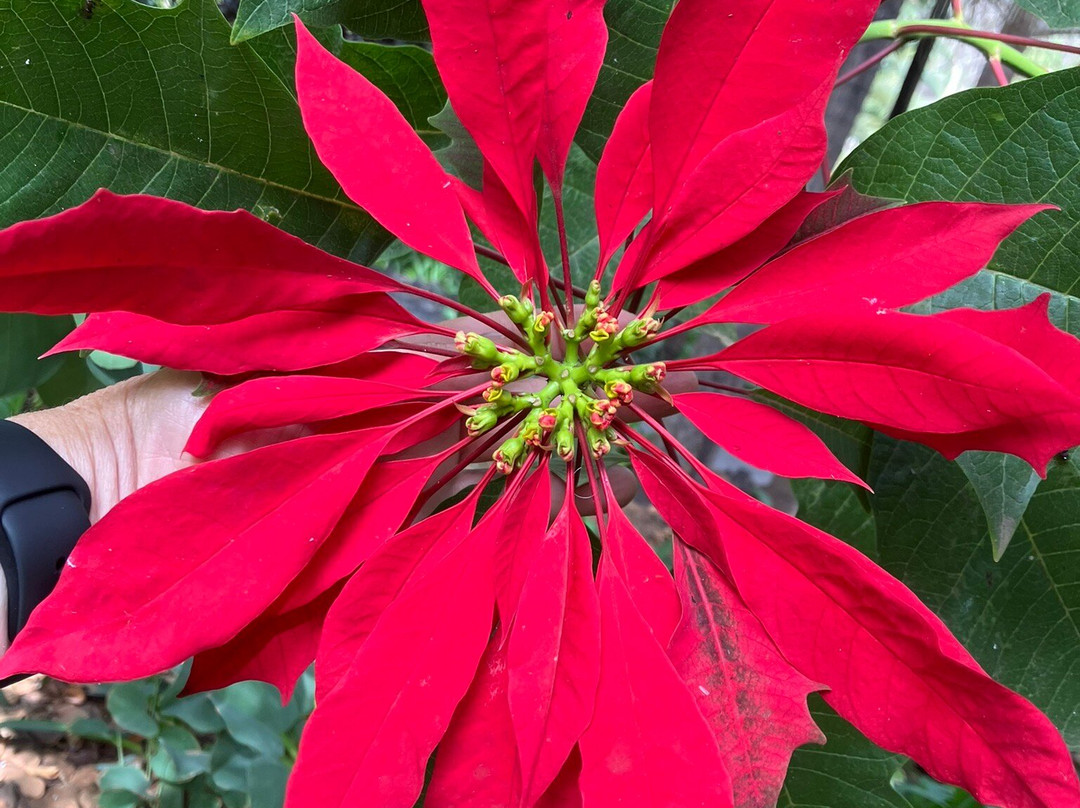 Jardines de la Marquesa-Arucas必去景点