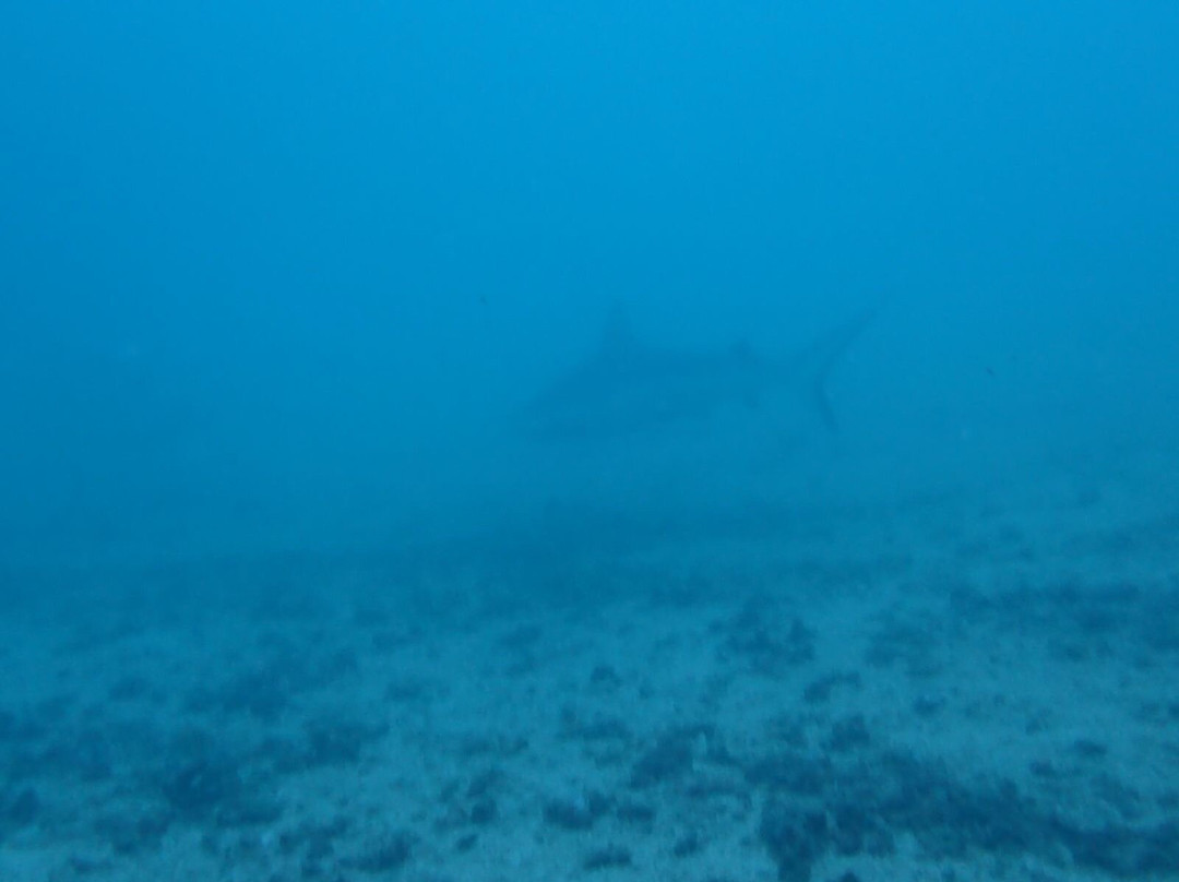 Odyssea Dive-Vilanculos必去景点