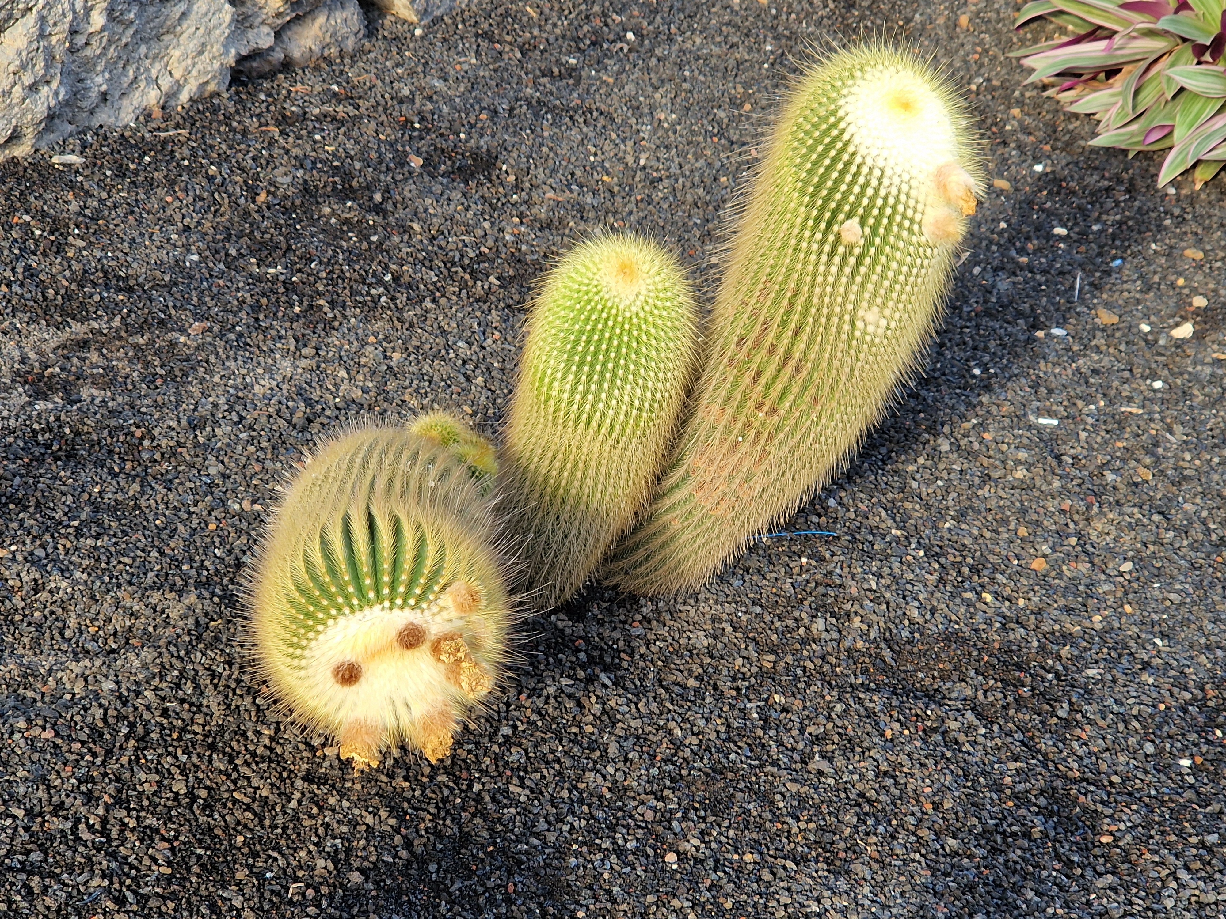 Barceló Tenerife Royal Level-浴室