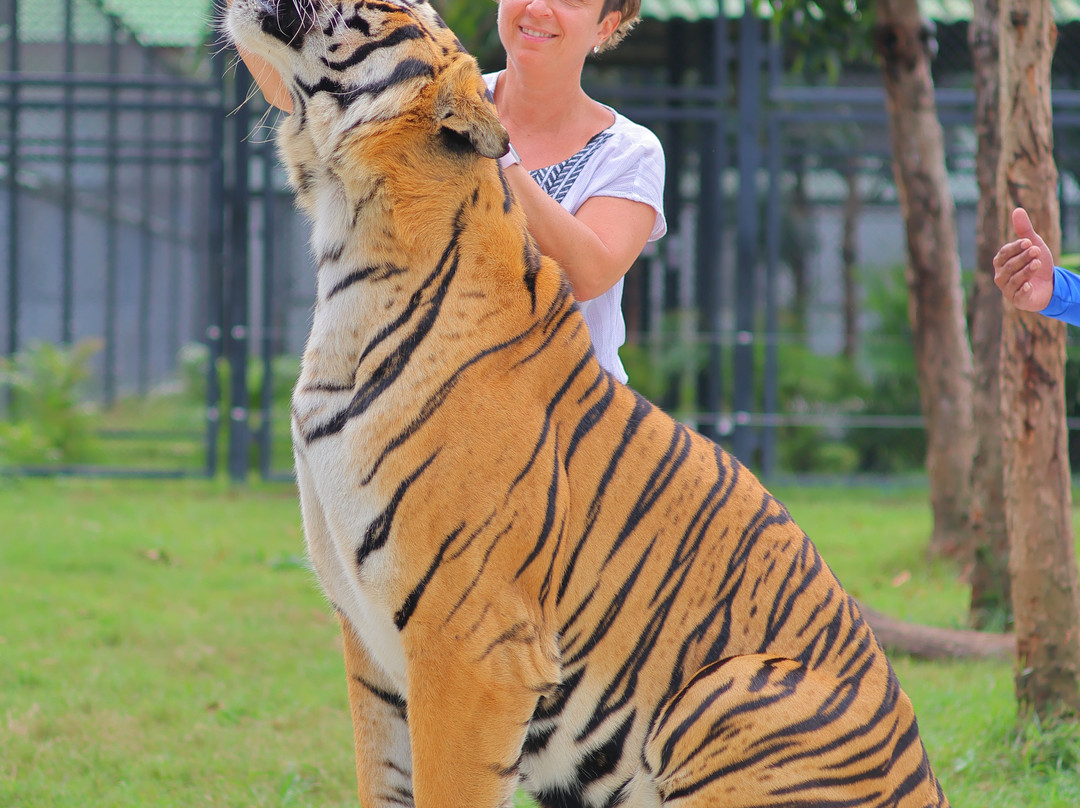 Tiger World Thailand-丹能沙都必去景点