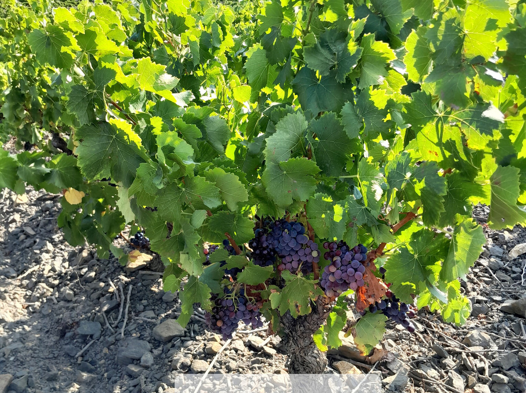 Cave Les Vignerons de Maury-Maury必去景点