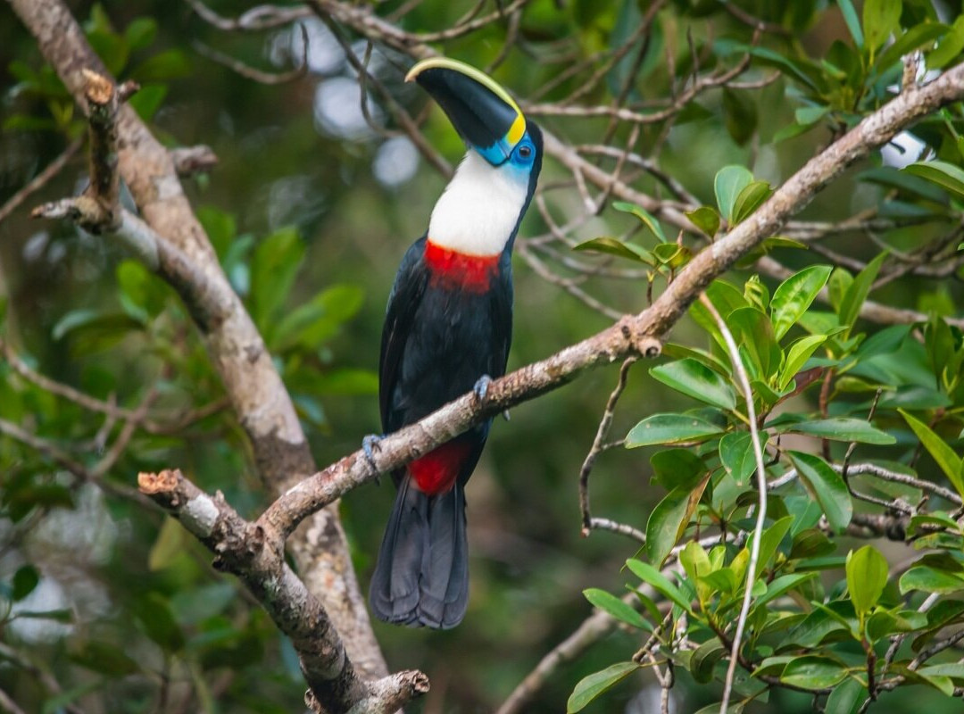 Cuyabeno Dolphin Lodge-Cuyabeno Wildlife Reserve必去景点
