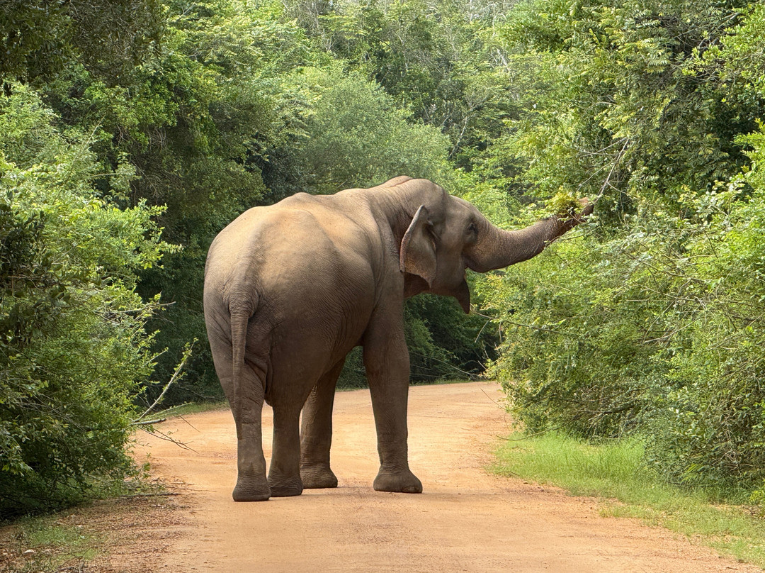 Excellent Lanka With Madu-卡图纳耶克必去景点