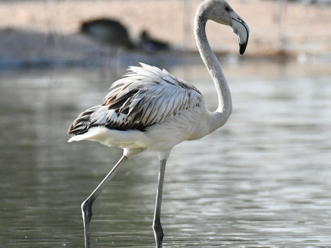 Al Qudra Lake-迪拜必去景点