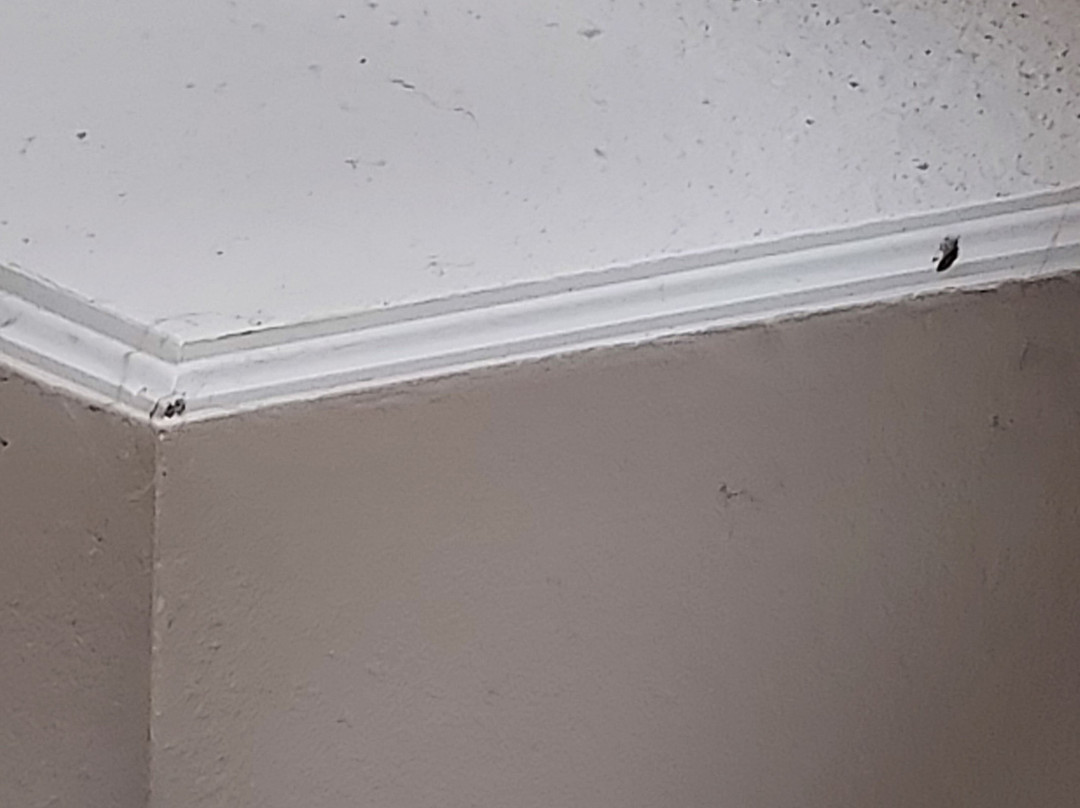 Days Inn by Wyndham Lenoir City主图