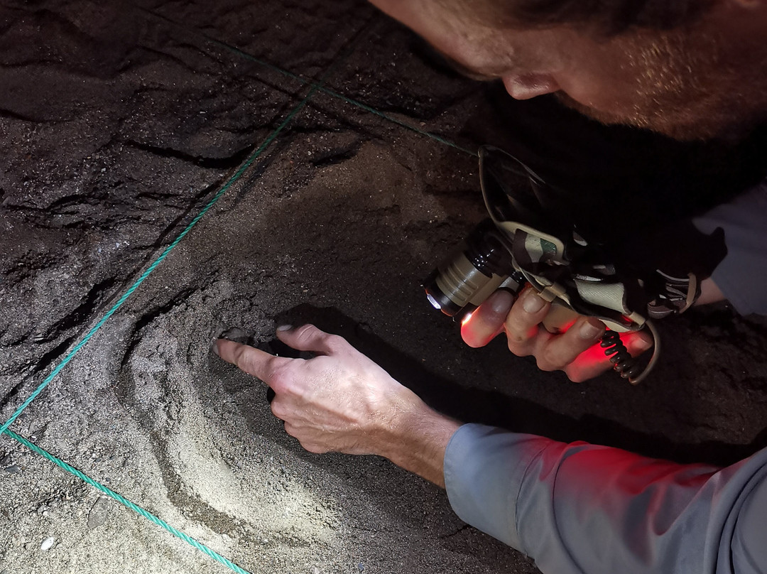 Save The Turtles Playa Venao-维纳欧海滩必去景点