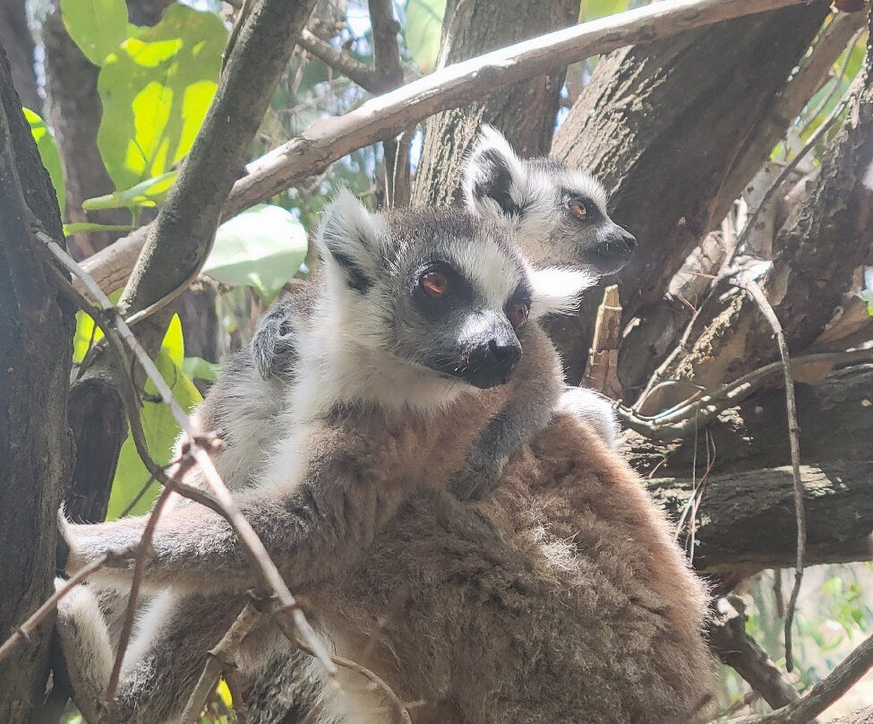 狐猴公园-安塔那那利佛必去景点