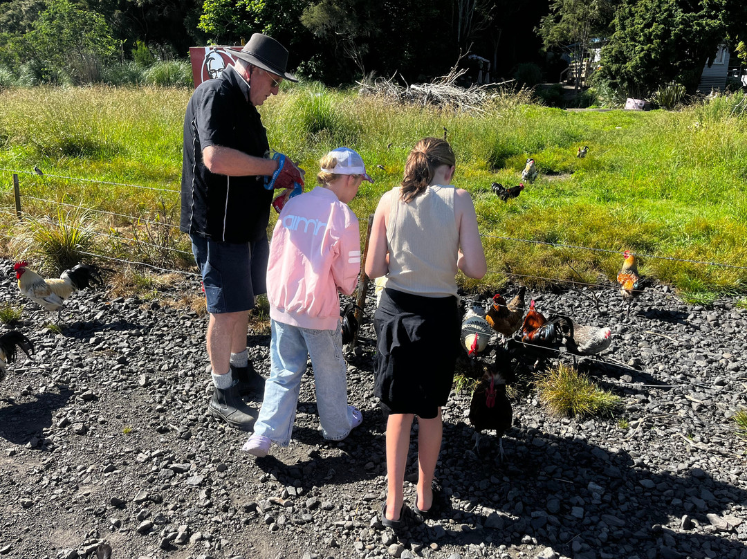 Awakeri Rail Adventures-法卡塔尼必去景点