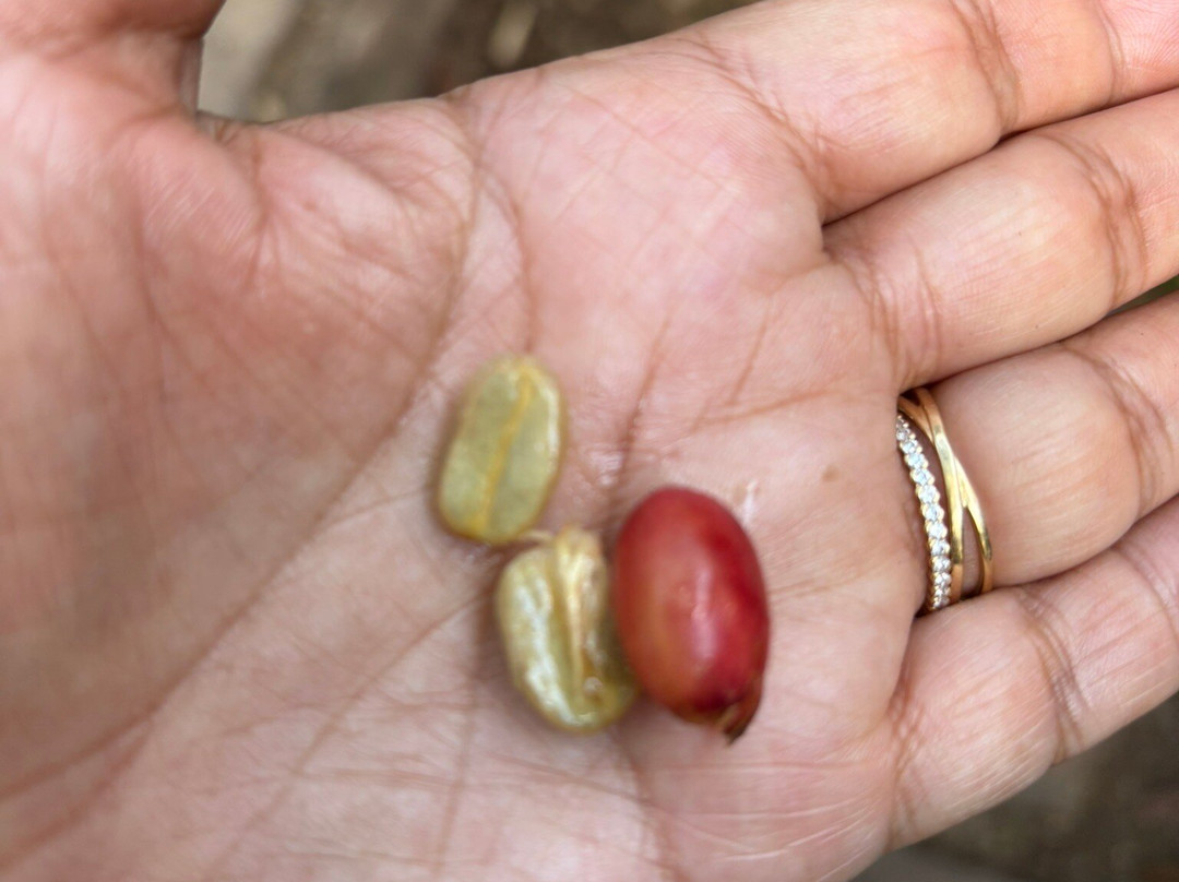 Vanibel-Vieux-Habitants必去景点