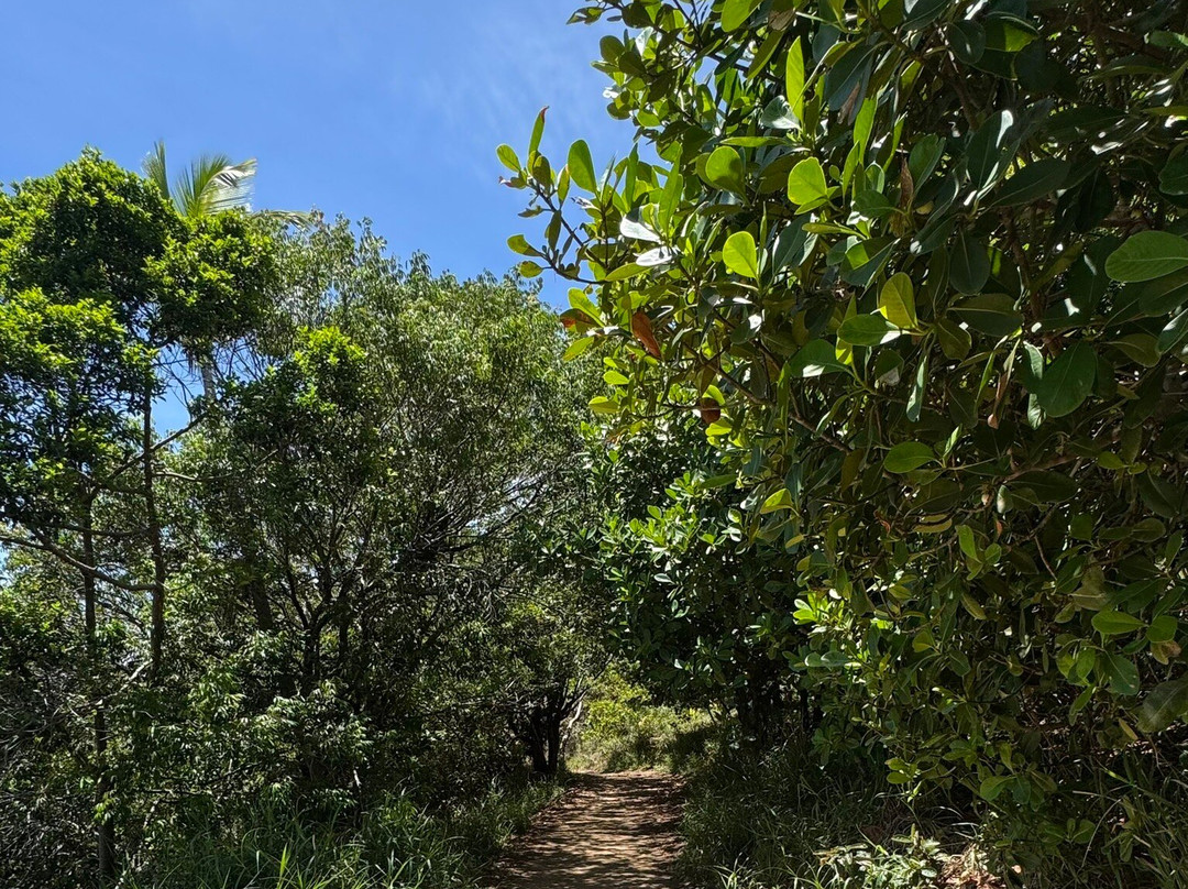 Jeribucacu Beach-Itacare必去景点