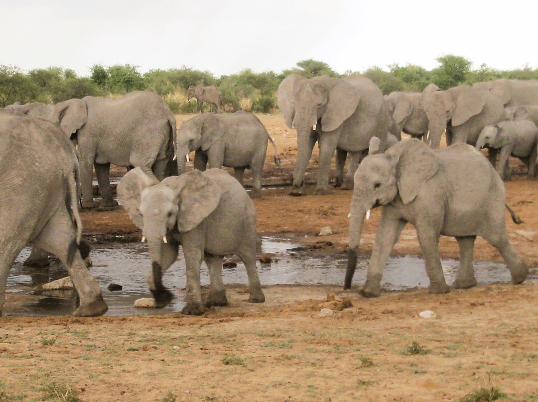 Etosha Pan-纳米比亚埃托沙国家公园必去景点