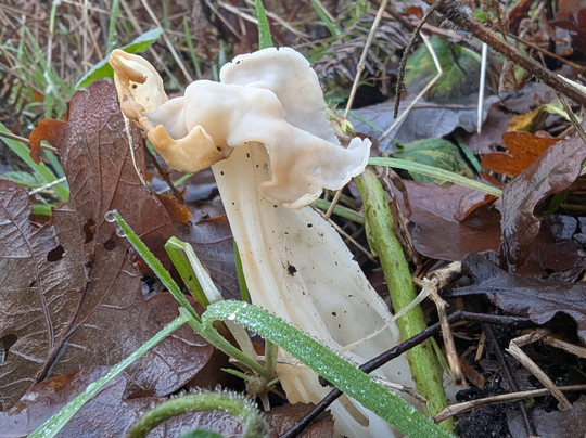 Mere Sands Wood Nature Reserve-Rufford必去景点