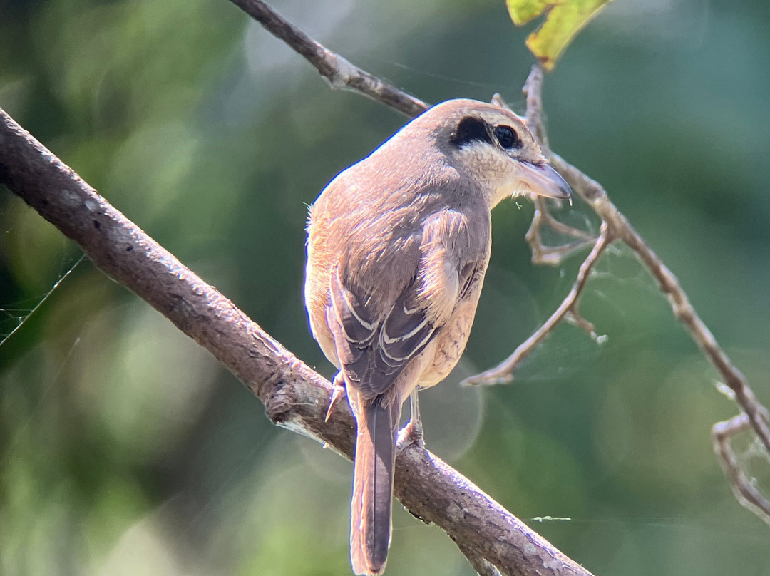 SVC野生动物保护区-暹粒必去景点