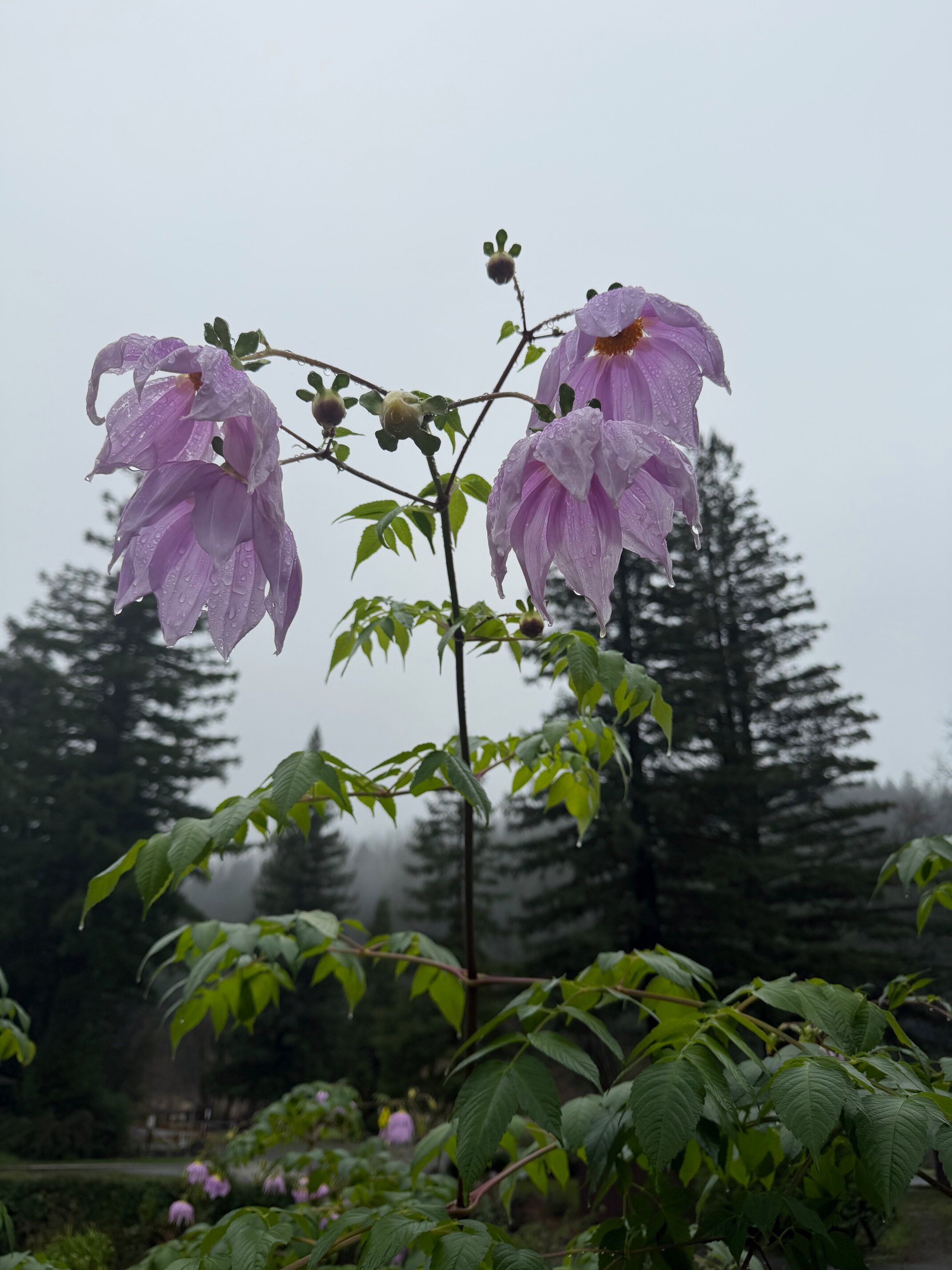 Benbow Historic Inn-浴室