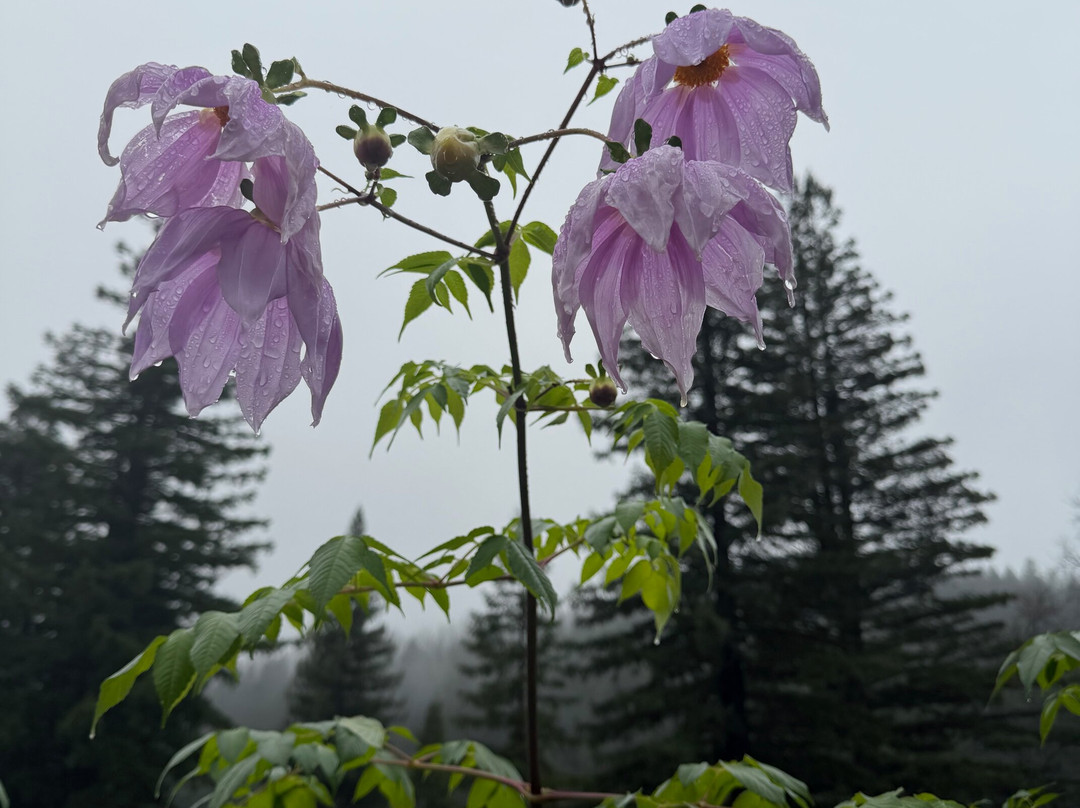 Benbow Historic Inn主图