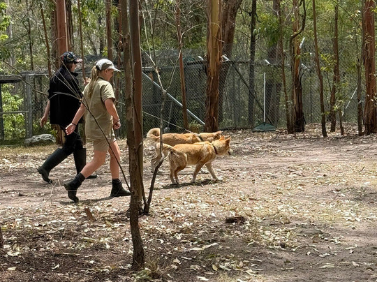 Potoroo Palace-梅林布拉必去景点