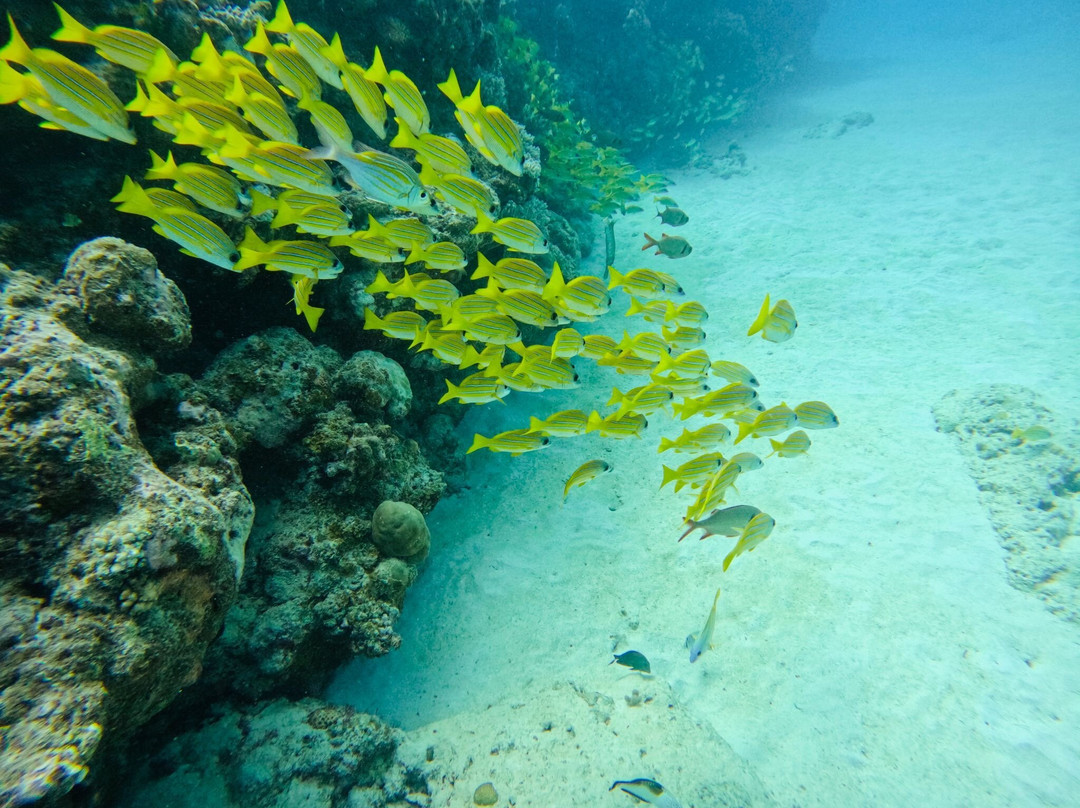 Emperator Diving Center-大湾必去景点